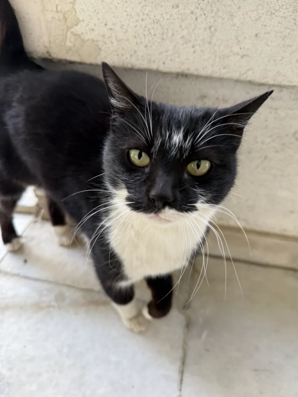 Alara's cat