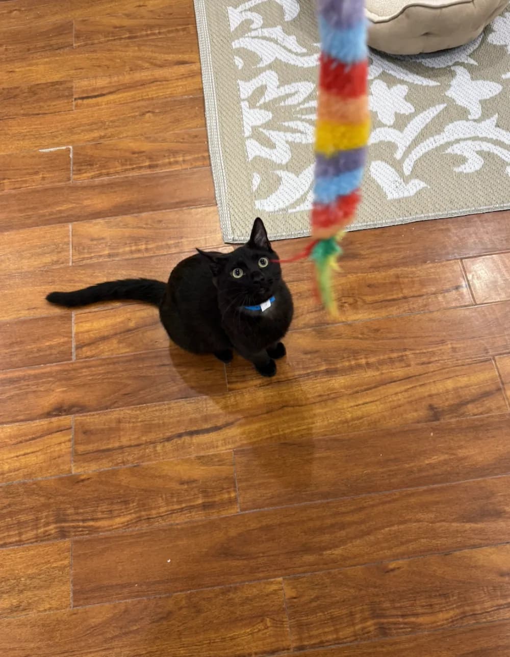 Alara's cat